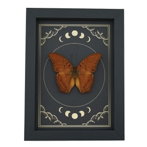 Malay Cruiser Butterfly Vindula dejone Moon Phases Framed Taxidermy Display
