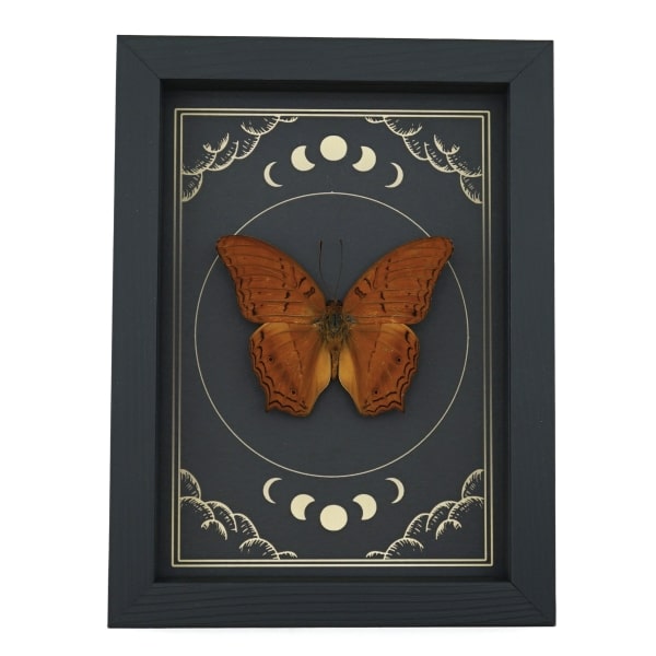 Malay Cruiser Butterfly Vindula dejone Moon Phases Framed Taxidermy Display
