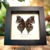 Autumn Leaf Mimic Butterfly Doleschallia hexophthalmos Dark Form Framed Display