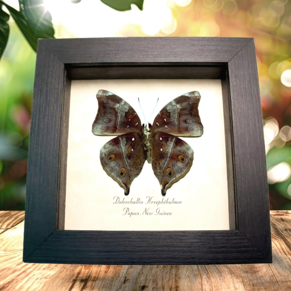Autumn Leaf Mimic Butterfly Doleschallia hexophthalmos Dark Form Framed Display Autumn Leaf Mimic Butterfly Doleschallia hexophthalmos Dark Form Framed Display