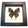 Autumn Leaf Mimic Butterfly Doleschallia hexophthalmos Dark Form Framed Display