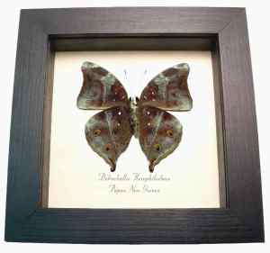 Autumn Leaf Mimic Butterfly Doleschallia hexophthalmos Dark Form Framed Display