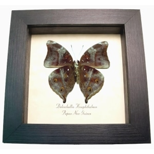 Autumn Leaf Mimic Butterfly Doleschallia hexophthalmos Dark Form Framed Display