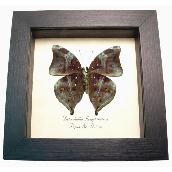 Autumn Leaf Mimic Butterfly Doleschallia hexophthalmos Dark Form Framed Display