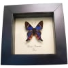 Rhetus periander Blue Swallowtail Butterfly Framed Taxidermy Display