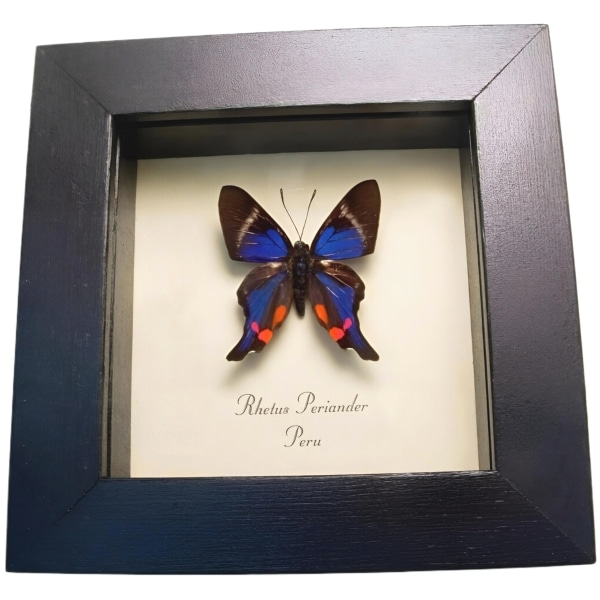 Rhetus periander Blue Swallowtail Butterfly Framed Taxidermy Display