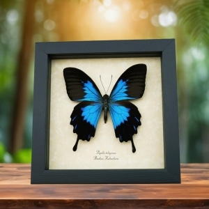 Papilio telegonus Blue Mountain Swallowtail Taxidermy Butterfly Framed Taxidermy