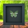 African Green Leaf Butterfly Charaxes eupale Verso Framed Taxidermy Moonlight Display