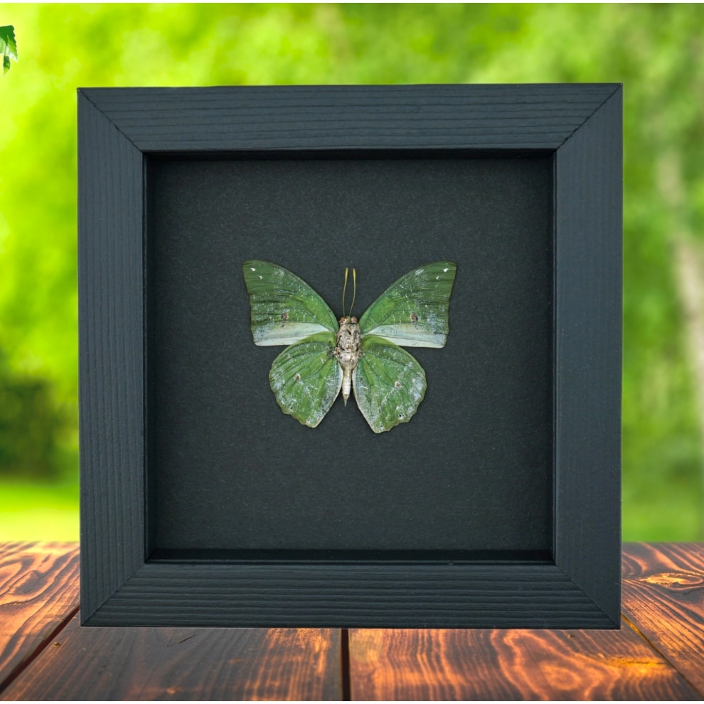 African Green Leaf Butterfly Charaxes eupale Verso Framed Taxidermy Moonlight Display