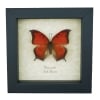Goatweed Leafwing Butterfly Anaea andria Framed Taxidermy Display