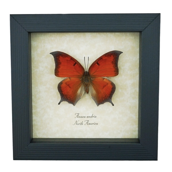 Goatweed Leafwing Butterfly Anaea andria Framed Taxidermy Display