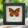 Goatweed Leafwing Butterfly Anaea andria Female Framed Taxidermy Display