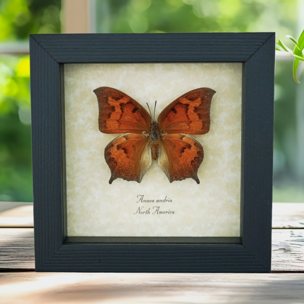Goatweed Leafwing Butterfly Anaea andria Female Framed Taxidermy Display