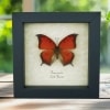 Goatweed Leafwing Butterfly Anaea andria Framed Taxidermy Display