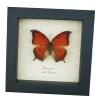 Goatweed Leafwing Butterfly Anaea andria Framed Taxidermy Display
