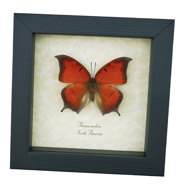 Goatweed Leafwing Butterfly Anaea andria Framed Taxidermy Display