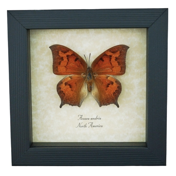 Goatweed Leafwing Butterfly Anaea andria Female Framed Taxidermy Display