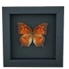 Goatweed Leafwing Butterfly Anaea andria Female Framed Taxidermy Moonlight Display