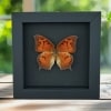 Goatweed Leafwing Butterfly Anaea andria Female Framed Taxidermy Moonlight Display