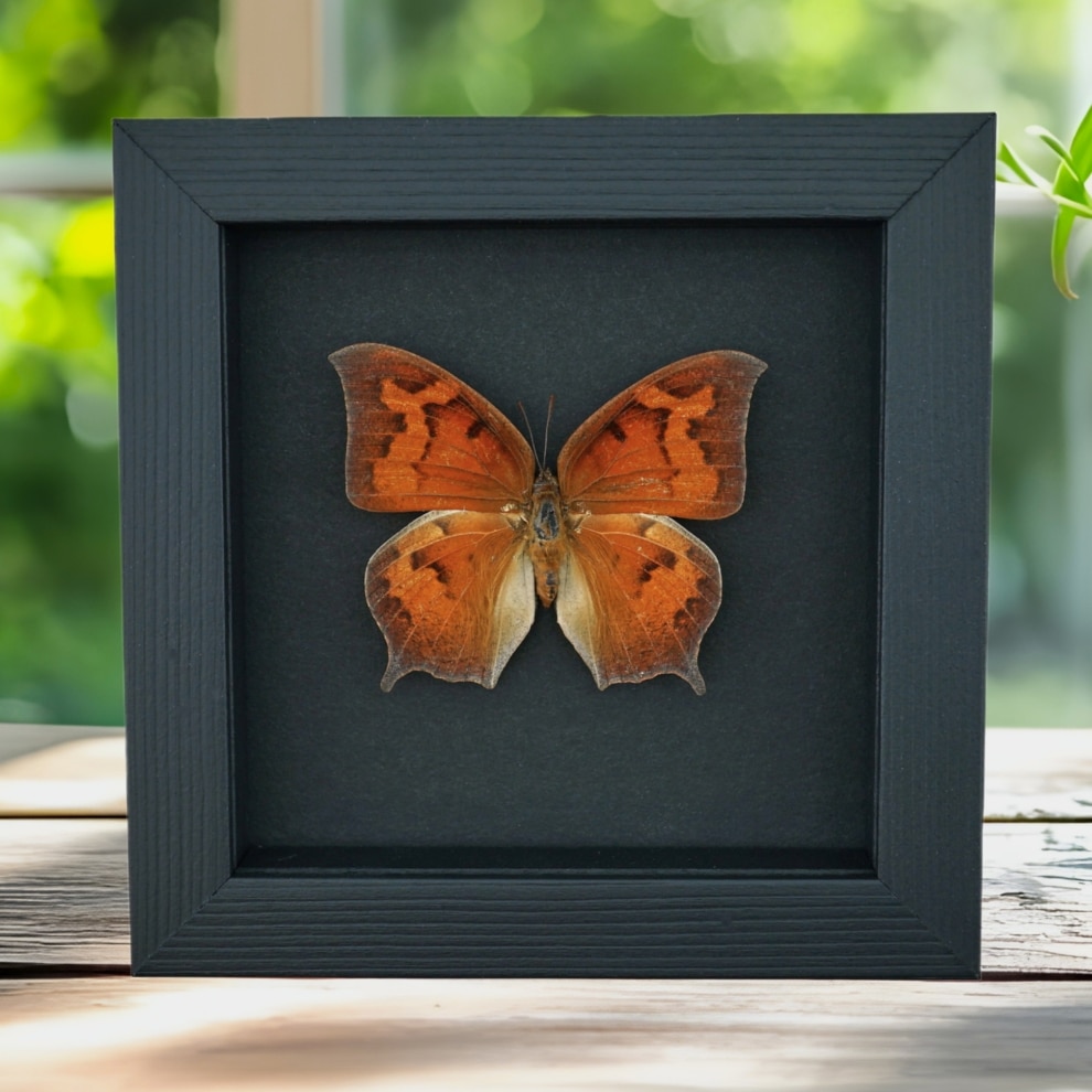 Goatweed Leafwing Butterfly Anaea andria Female Framed Taxidermy Moonlight Display