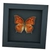 Goatweed Leafwing Butterfly Anaea andria Female Framed Taxidermy Moonlight Display