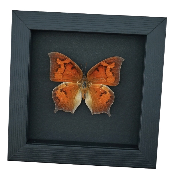 Goatweed Leafwing Butterfly Anaea andria Female Framed Taxidermy Moonlight Display