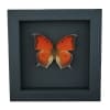 Goatweed Leafwing Butterfly Anaea andria Framed Taxidermy Moonlight Display