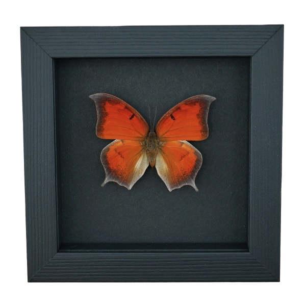Goatweed Leafwing Butterfly Anaea andria Framed Taxidermy Moonlight Display