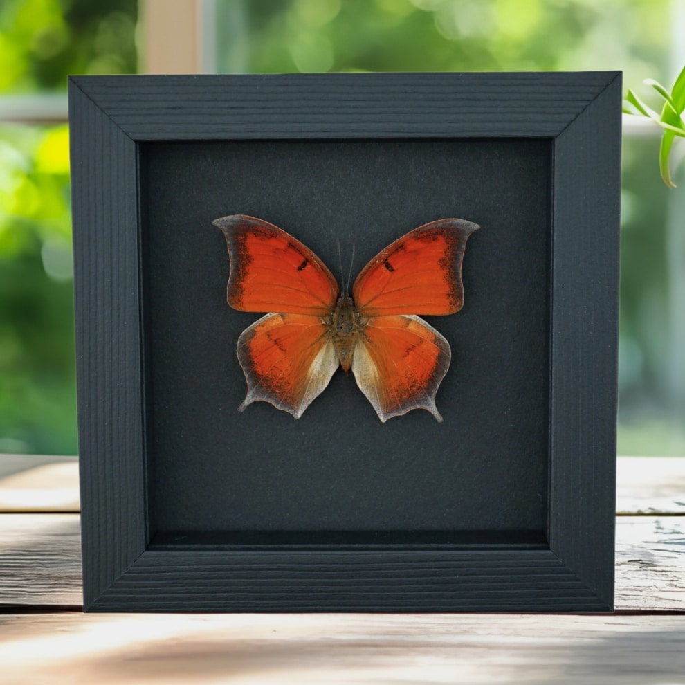 Goatweed Leafwing Butterfly Anaea andria Framed Taxidermy Moonlight Display