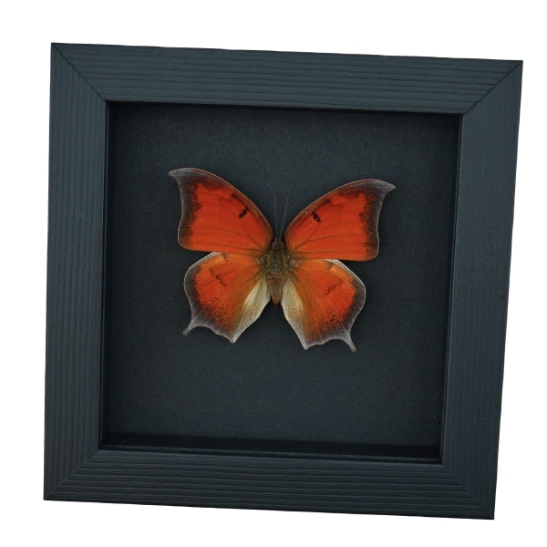 Goatweed Leafwing Butterfly Anaea andria Framed Taxidermy Moonlight Display