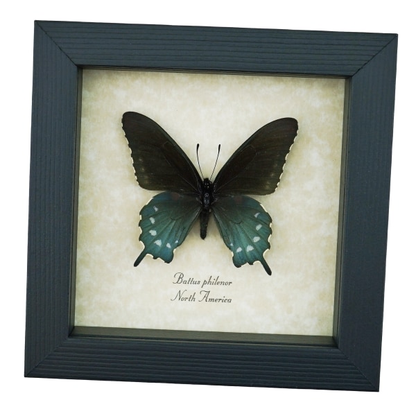 Pipevine Swallowtail Butterfly Battus Philenor Framed Taxidermy Display