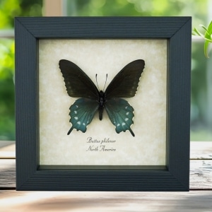 Pipevine Swallowtail Butterfly Battus Philenor Framed Taxidermy Display