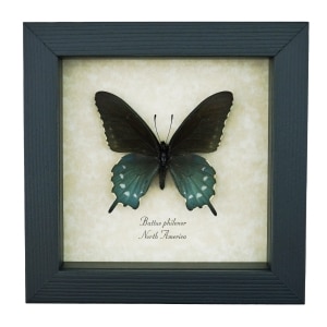Pipevine Swallowtail Butterfly Battus Philenor Framed Taxidermy Display
