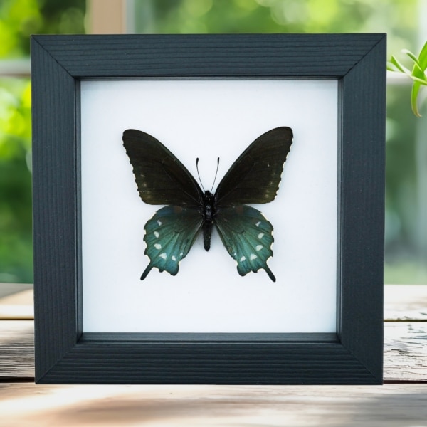 Pipevine Swallowtail Butterfly Battus Philenor Framed Taxidermy Classic Black Display