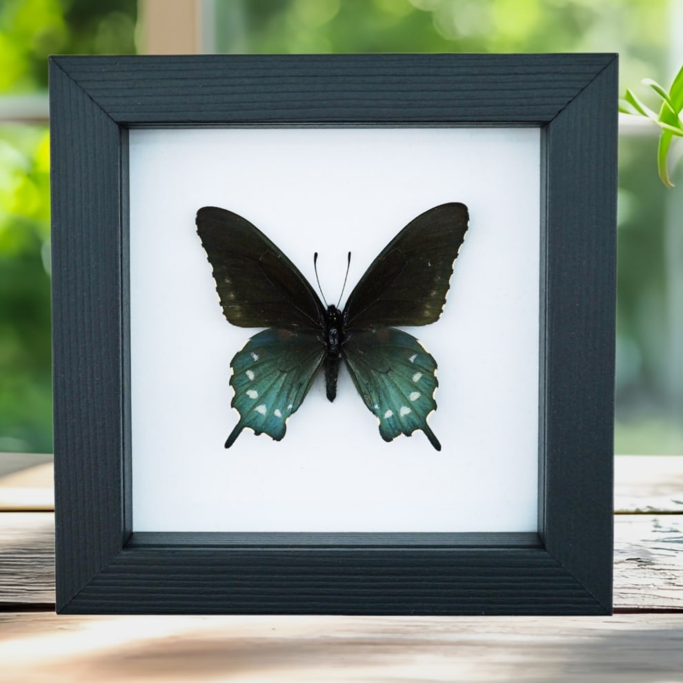 Pipevine Swallowtail Butterfly Battus Philenor Framed Taxidermy Classic Black Display