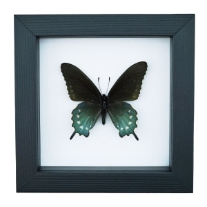 Pipevine Swallowtail Butterfly Battus Philenor Framed Taxidermy Classic Black Display