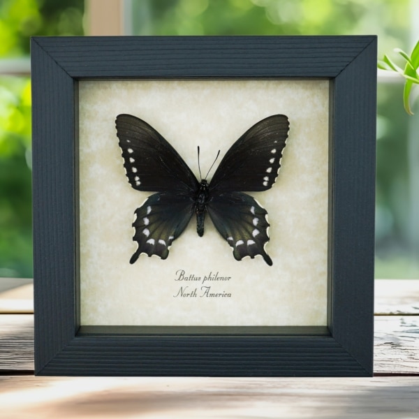 Pipevine Swallowtail Butterfly Battus Philenor Female Framed Taxidermy Display Pipevine Swallowtail Butterfly Battus Philenor Female Framed Taxidermy Display