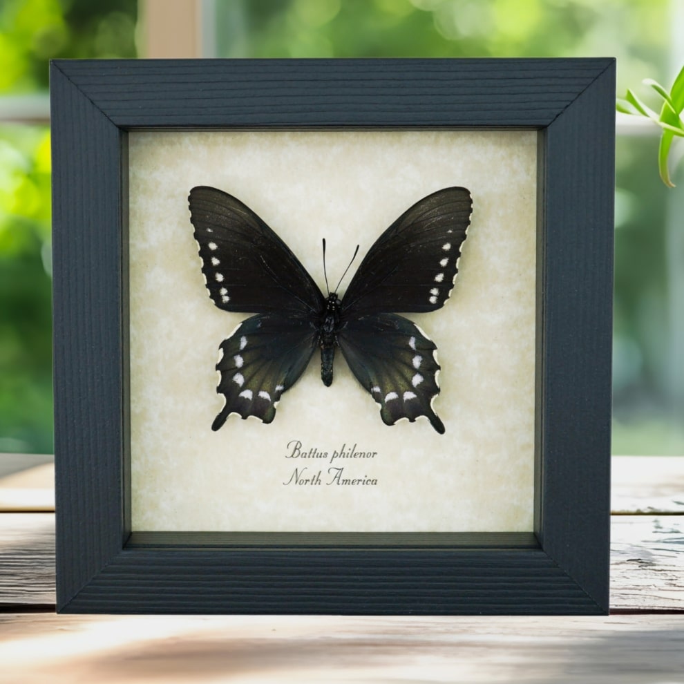 Pipevine Swallowtail Butterfly Battus Philenor Female Framed Taxidermy Display