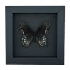 Pipevine Swallowtail Butterfly Battus Philenor Female Framed Taxidermy Moonlight Display