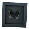Pipevine Swallowtail Butterfly Battus Philenor Female Framed Taxidermy Moonlight Display