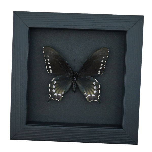 Pipevine Swallowtail Butterfly Battus Philenor Female Framed Taxidermy Moonlight Display