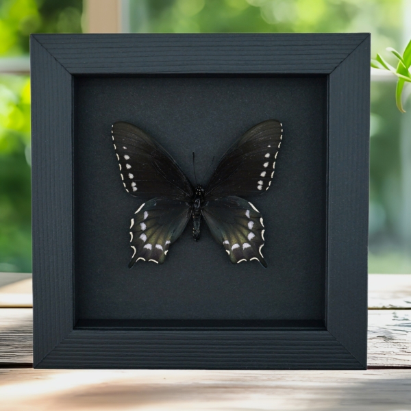 Pipevine Swallowtail Butterfly Battus Philenor Female Framed Taxidermy Moonlight Display Pipevine Swallowtail Butterfly Battus Philenor Female Framed Taxidermy Moonlight Display