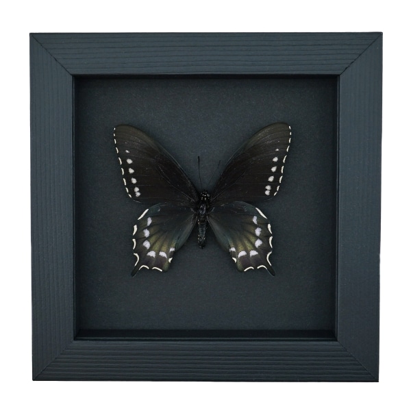 Pipevine Swallowtail Butterfly Battus Philenor Female Framed Taxidermy Moonlight Display
