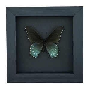 Pipevine Swallowtail Butterfly Battus Philenor Framed Taxidermy Moonlight Display