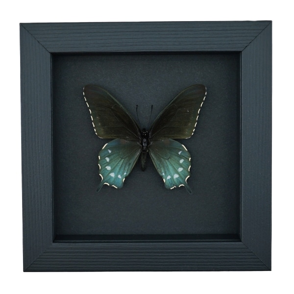 Pipevine Swallowtail Butterfly Battus Philenor Framed Taxidermy Moonlight Display