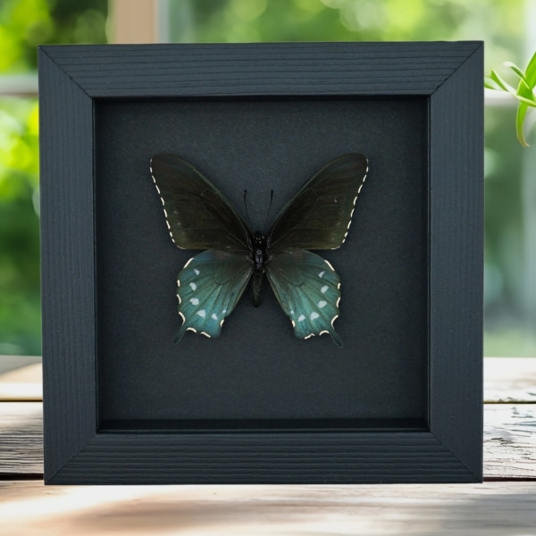 Pipevine Swallowtail Butterfly Battus Philenor Framed Taxidermy Moonlight Display