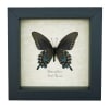 Pipevine Swallowtail Butterfly Battus Philenor Verso Framed Taxidermy Display