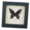 Pipevine Swallowtail Butterfly Battus Philenor Verso Framed Taxidermy Display