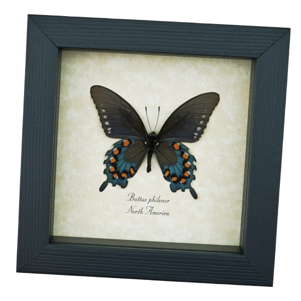 Pipevine Swallowtail Butterfly Battus Philenor Verso Framed Taxidermy Display