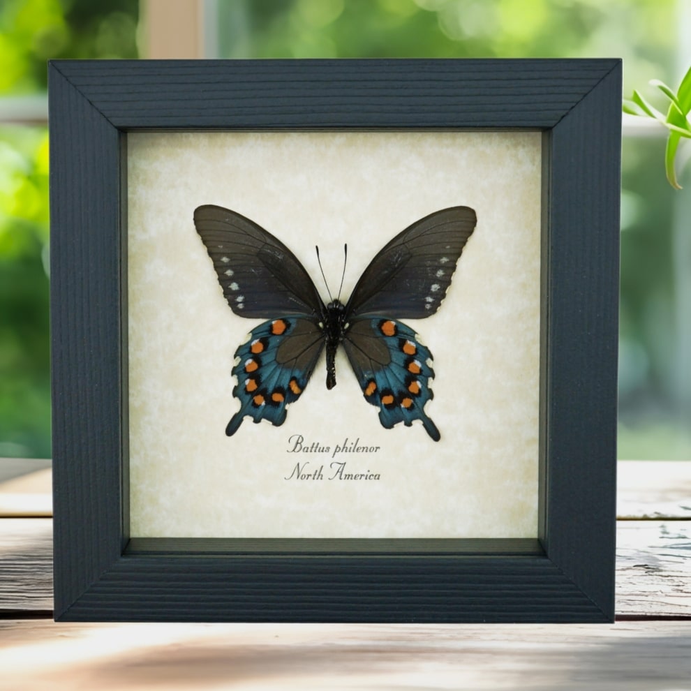 Pipevine Swallowtail Butterfly Battus Philenor Verso Framed Taxidermy Display